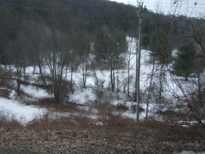 Woods near Murray Creek Drive