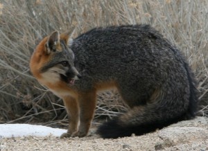 Grey Fox Dcrjsr_Wikimedia Commons